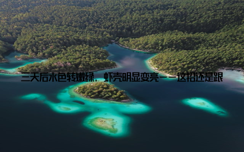 三天后水色转嫩绿, 虾壳明显变亮——这招还是跟海南一个老把式偷学的! --- 三、喂饲料不是撒钱! ——我的精准投喂秘籍 曾经为了催长, 一天喂五顿, 结果饲料成本涨了30%, 虾却得了肠炎