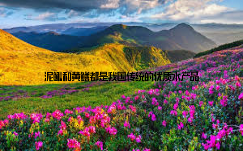 泥鳅和黄鳝都是我国传统的优质水产品