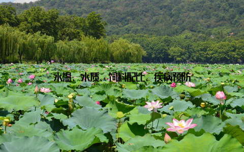 水温、水质、饲料配比、疾病预防