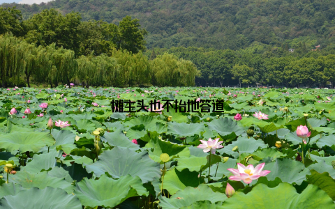 摊主头也不抬地答道