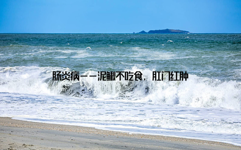 肠炎病——泥鳅不吃食, 肛门红肿