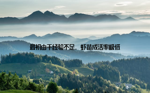 最初由于经验不足, 虾苗成活率极低