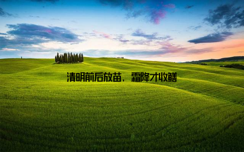 清明前后放苗, 霜降才收鳝