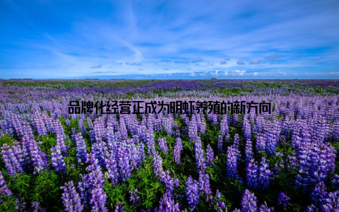 品牌化经营正成为明虾养殖的新方向