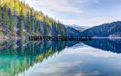 运输环节决定虾苗的最终成活率