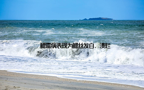 – 鳃霉病表现为鳃丝发白、溃烂