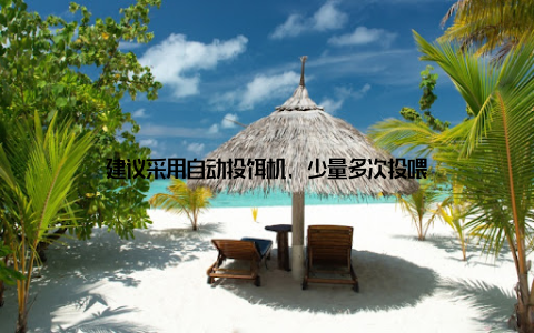 建议采用自动投饵机, 少量多次投喂