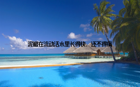 泥鳅在流动活水里长得快, 还不得病