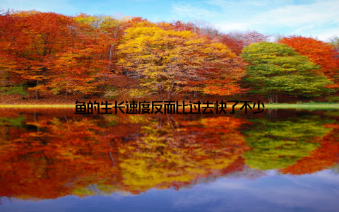 鱼的生长速度反而比过去快了不少