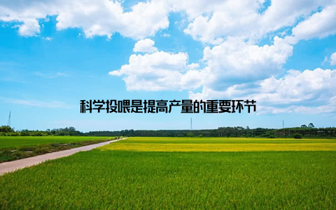 科学投喂是提高产量的重要环节