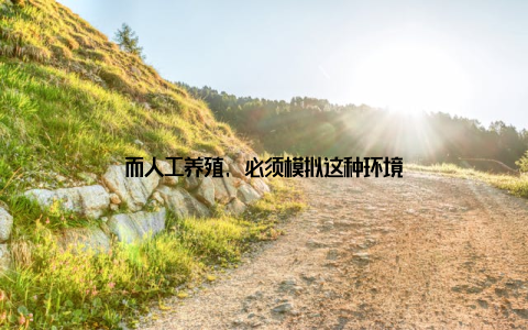 而人工养殖, 必须模拟这种环境