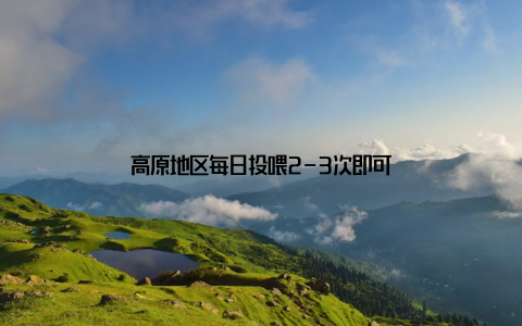 高原地区每日投喂2-3次即可