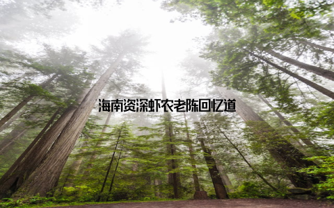 海南资深虾农老陈回忆道